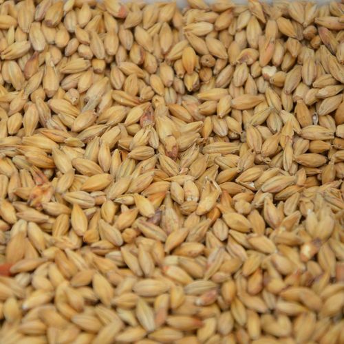 Pilsner malt (3,5-4 EBC) - JærMalt