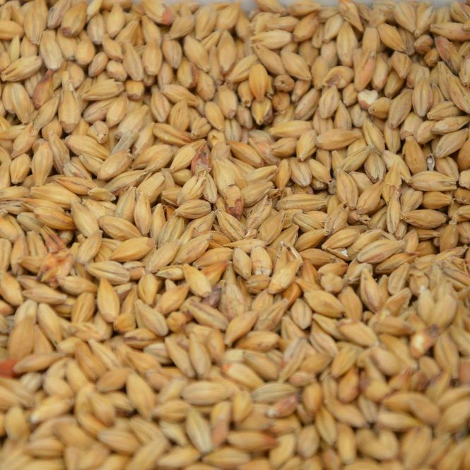 Hovedbilde Pale ale malt (5-6 EBC) - JærMalt